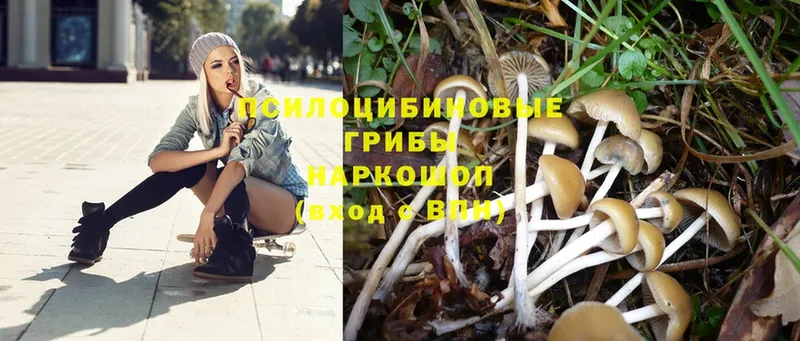 Псилоцибиновые грибы Magic Shrooms  Семикаракорск 